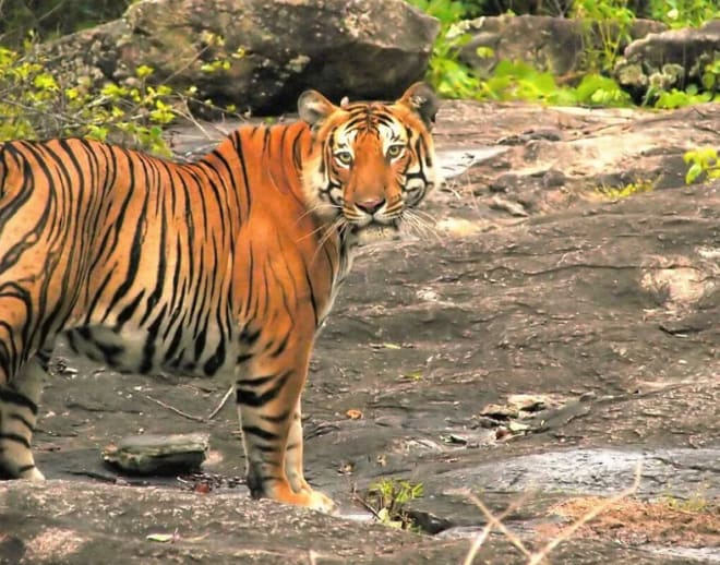 Wildlife photography in Mudumalai National park Image