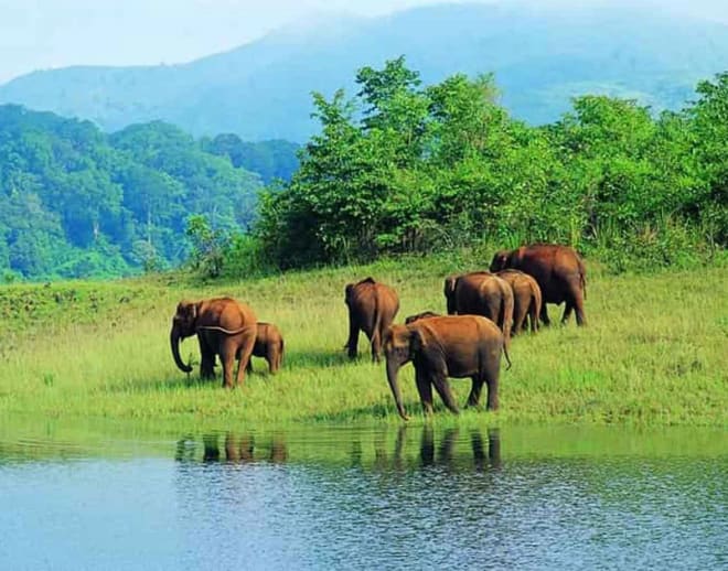 Wildlife photography in Mudumalai National park Image