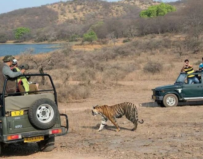 Private Ranthambore Tiger Safari Image