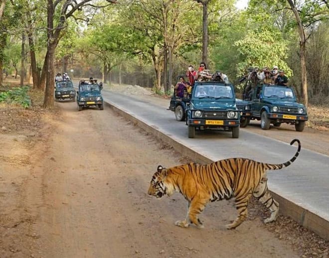 Private Ranthambore Tiger Safari Image