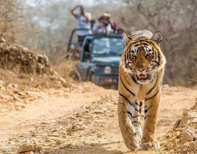 Private Ranthambore Tiger Safari Image