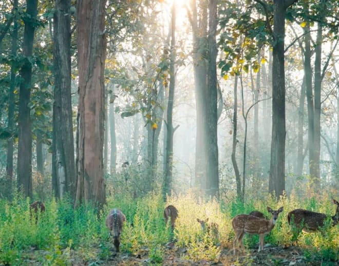 Nagarhole Safari, Coorg Image