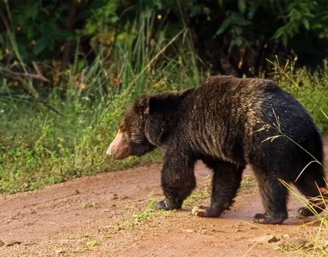 Nagarhole Safari, Coorg Image