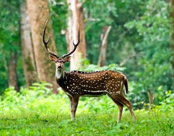 Safari in a Jeep at Tholpetty Wildlife Sanctuary Image