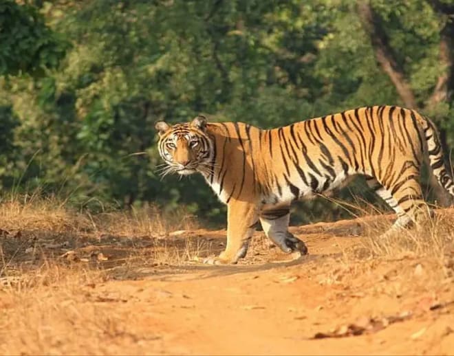 Safari in a Jeep at Tholpetty Wildlife Sanctuary Image