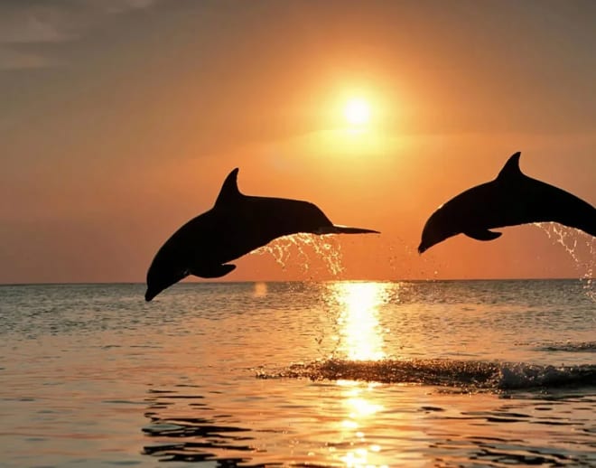 Miramar Beach Dolphin Tour South Goa Image