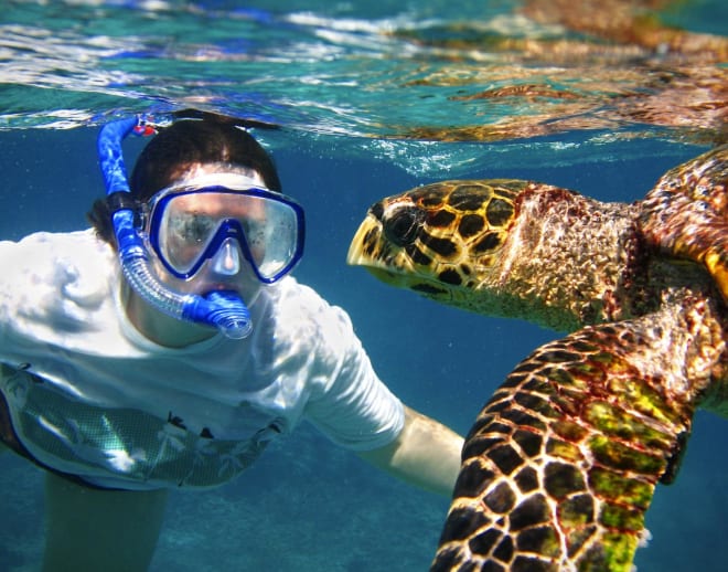 Snorkeling at Elephant Beach, Andaman Image