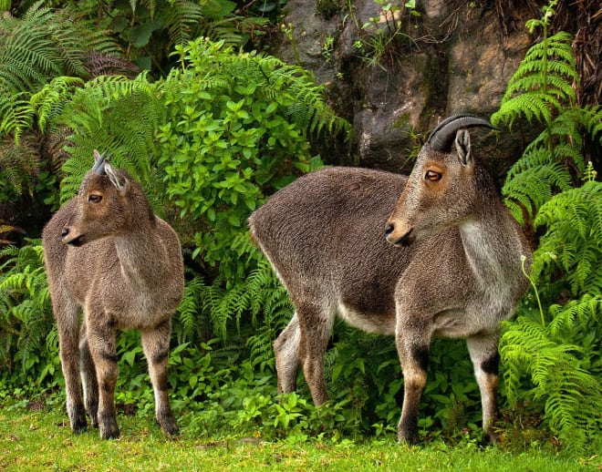 Chinnar Wildlife Sanctuary Image