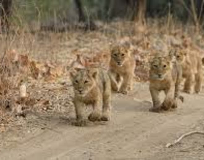 Diu Tour Package From Ahmedabad Image