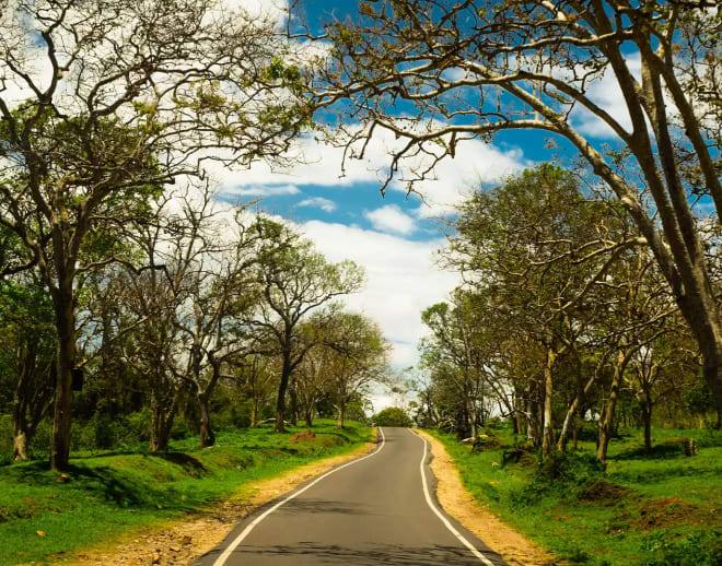 Mudumalai National Park Safari Ticket Image