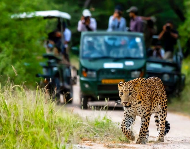 Jawai Leopard Safari Image
