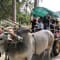 Pragati Resort Day Outing Package review