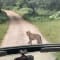 Jhalana Leopard Safari Tickets review