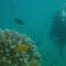 Scuba Diving in Havelock Islands, Andaman review