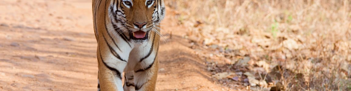 Best Wildlife Sanctuaries in Karnataka