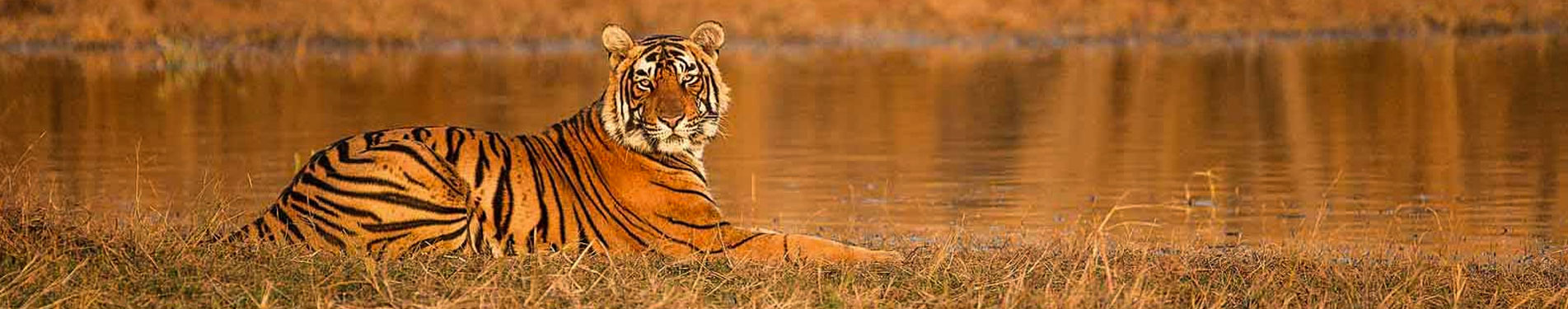 Jim Corbett Packages