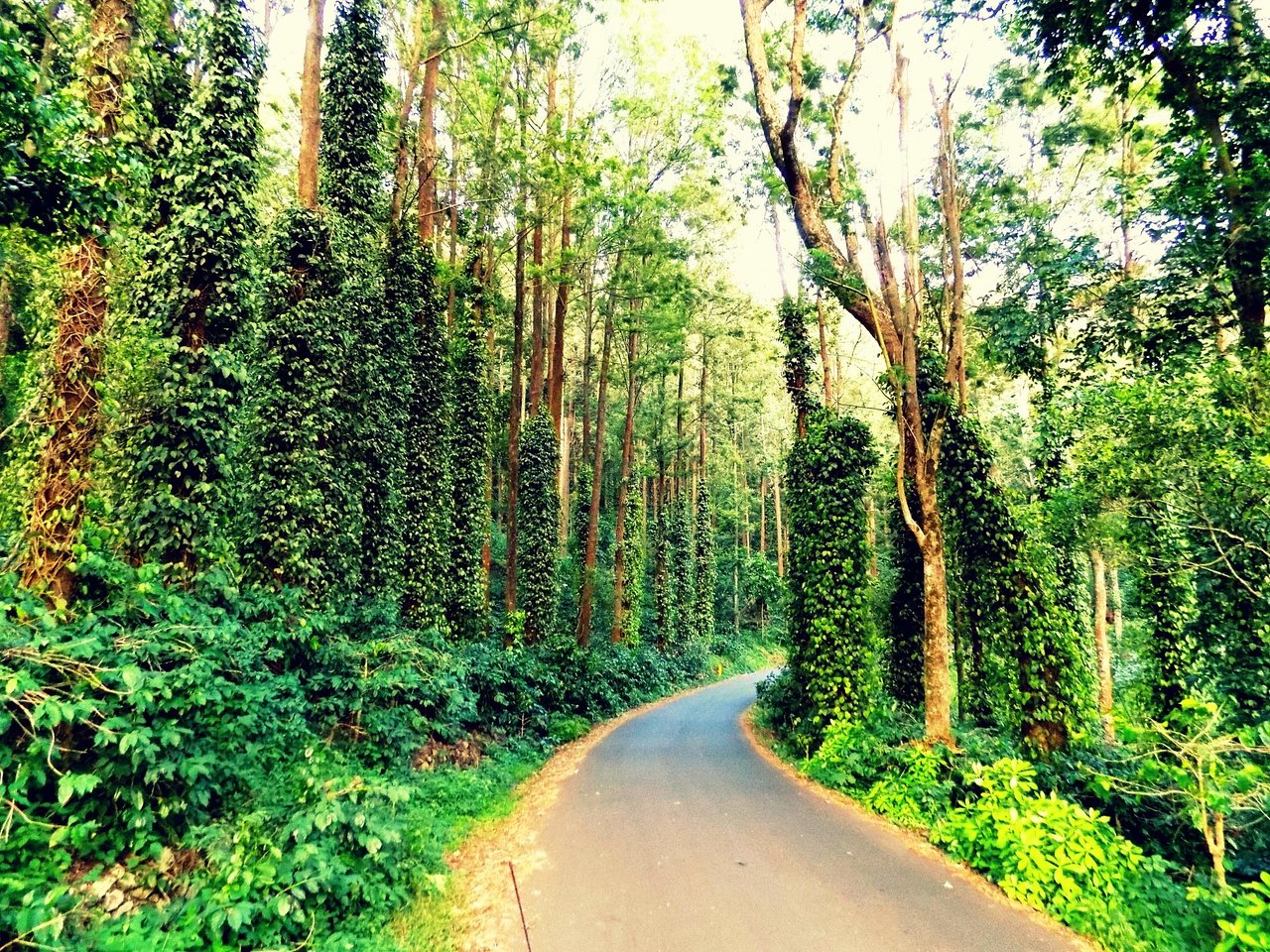 Places to Visit in Yercaud