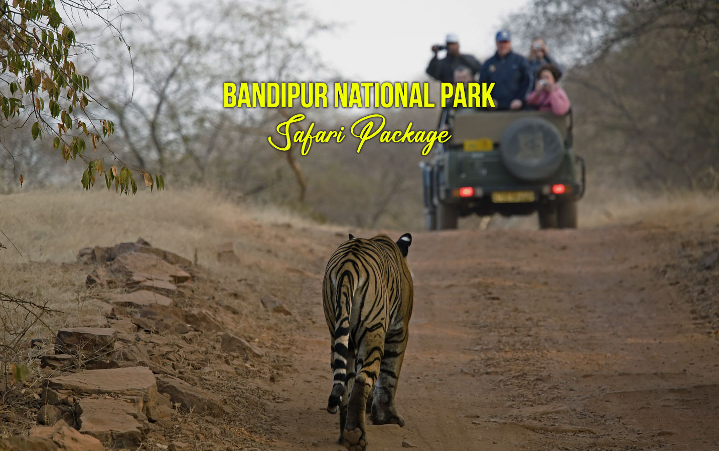 bandipur national park safari package