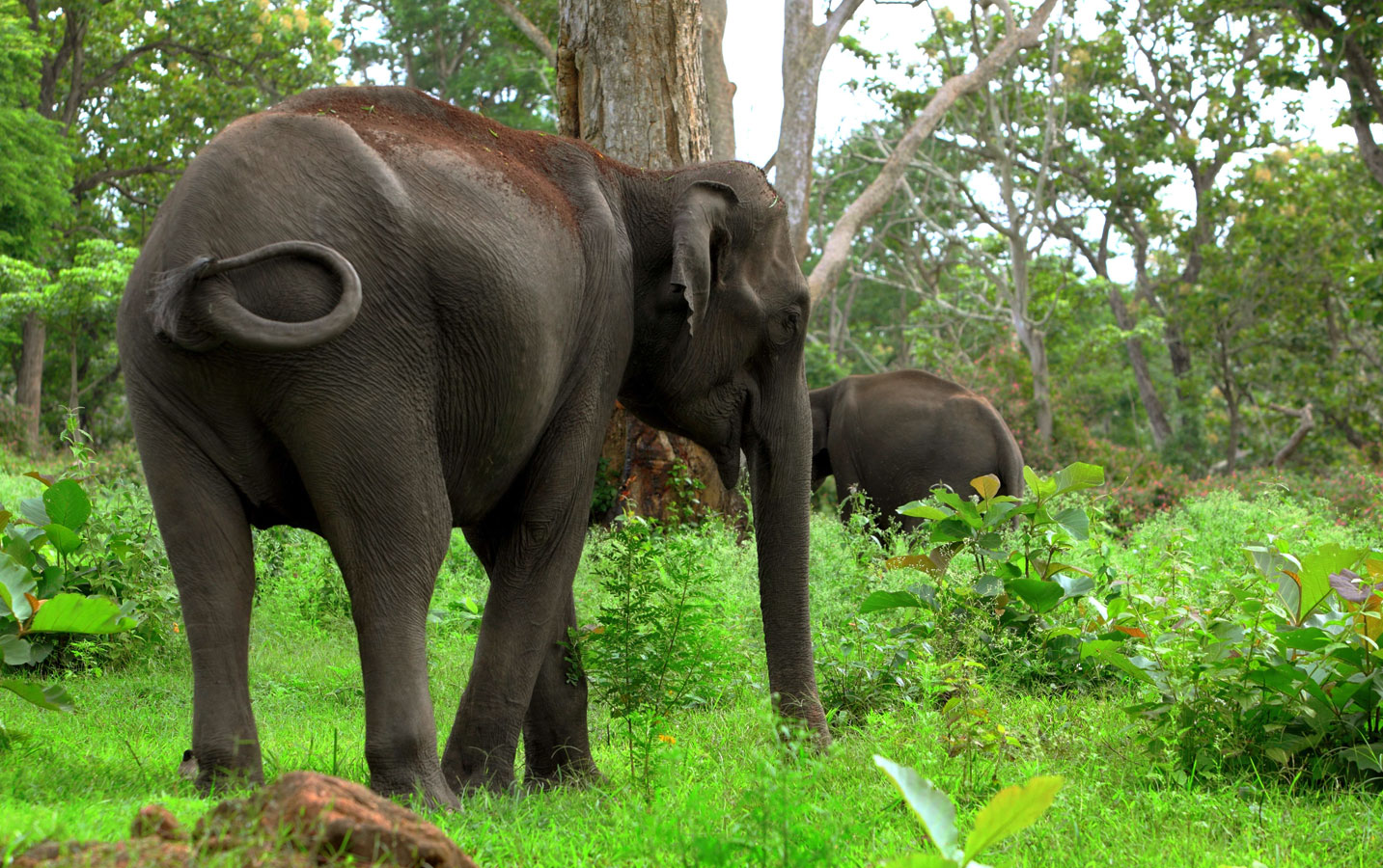 Bandipur National Park Safari Package - Image 3