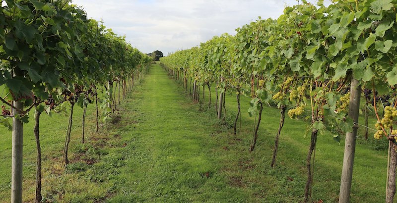Wine Tasting in Wineries & Vineyards - Image 5