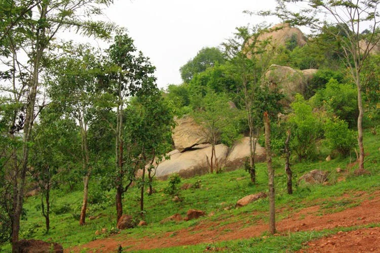 Turahalli forest trek - Image 2