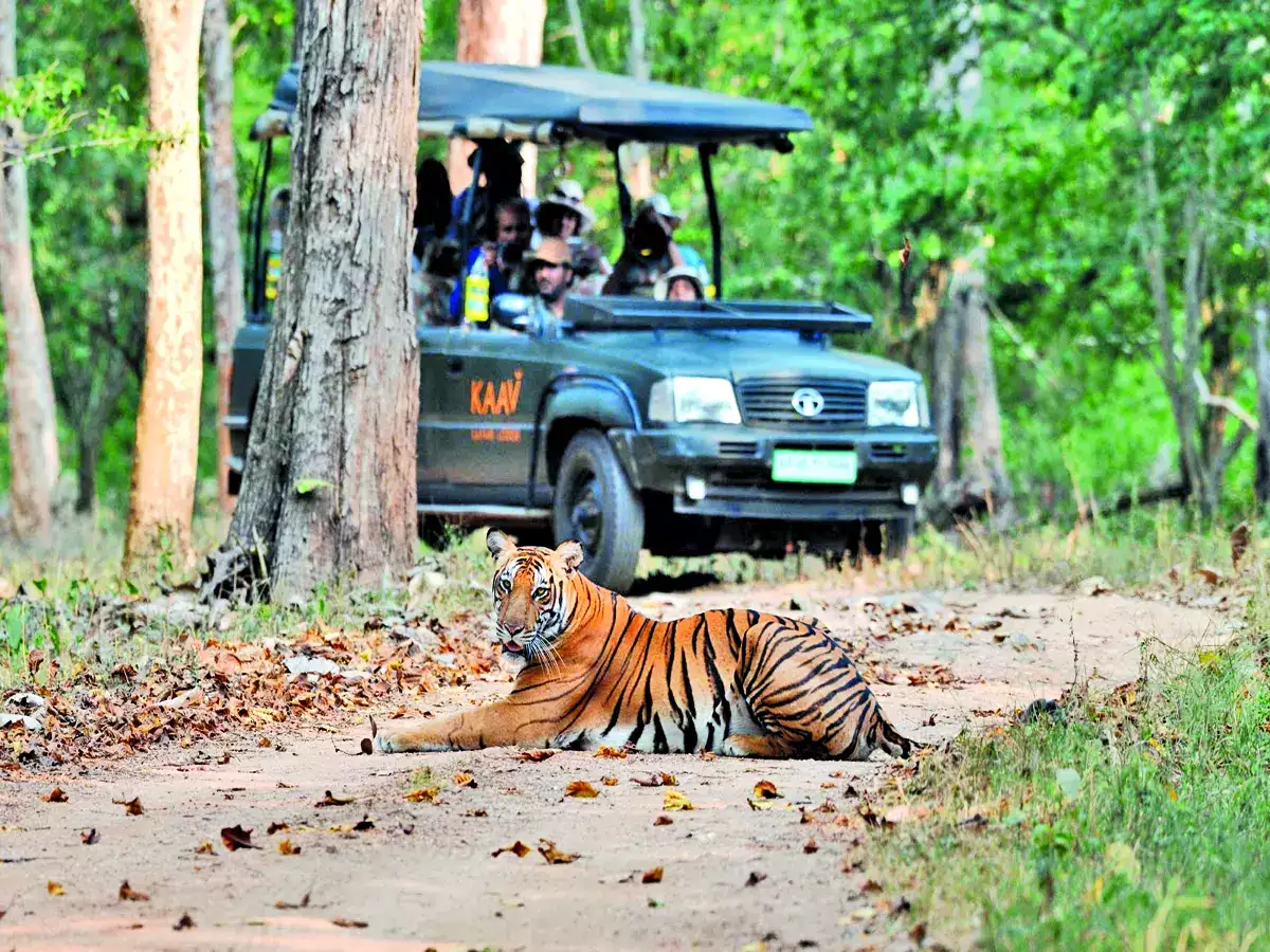 Veeranahosahalli Gate Safari - Image 3