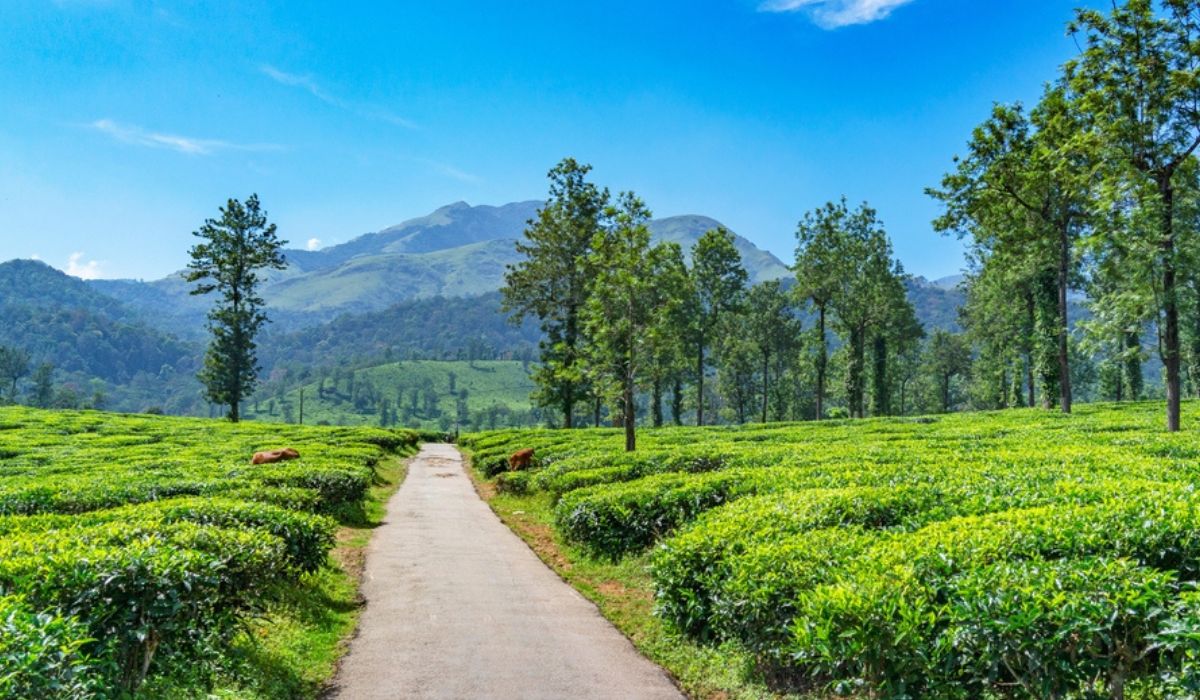 Wayanad Tour Package From Bangalore (4D/3N) : Kerala's Hidden Gem - Image 5
