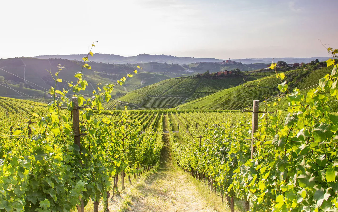 Wine Tasting in Wineries & Vineyards - Image 2
