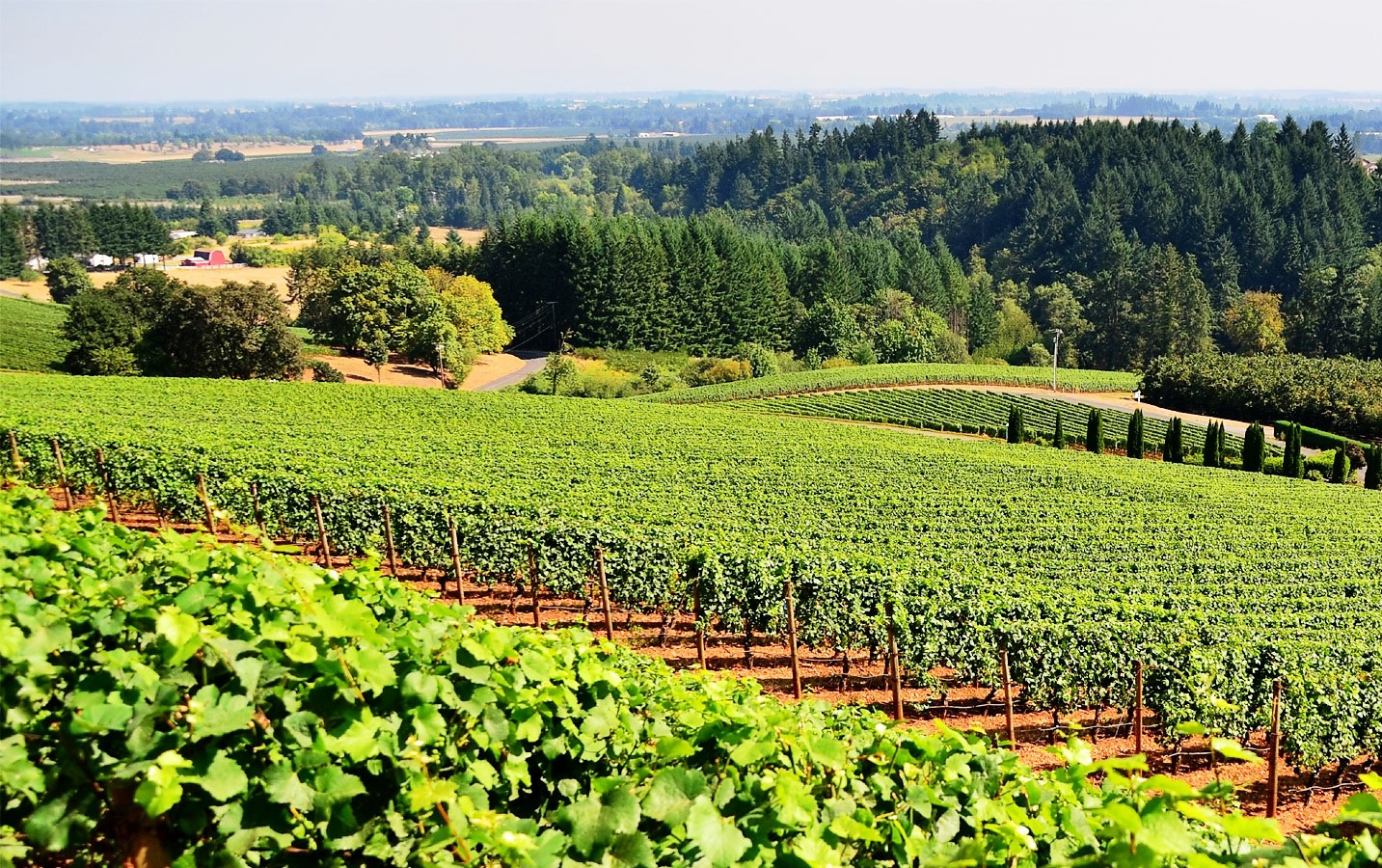 Wine Tour At Nandi Hills - Image 5