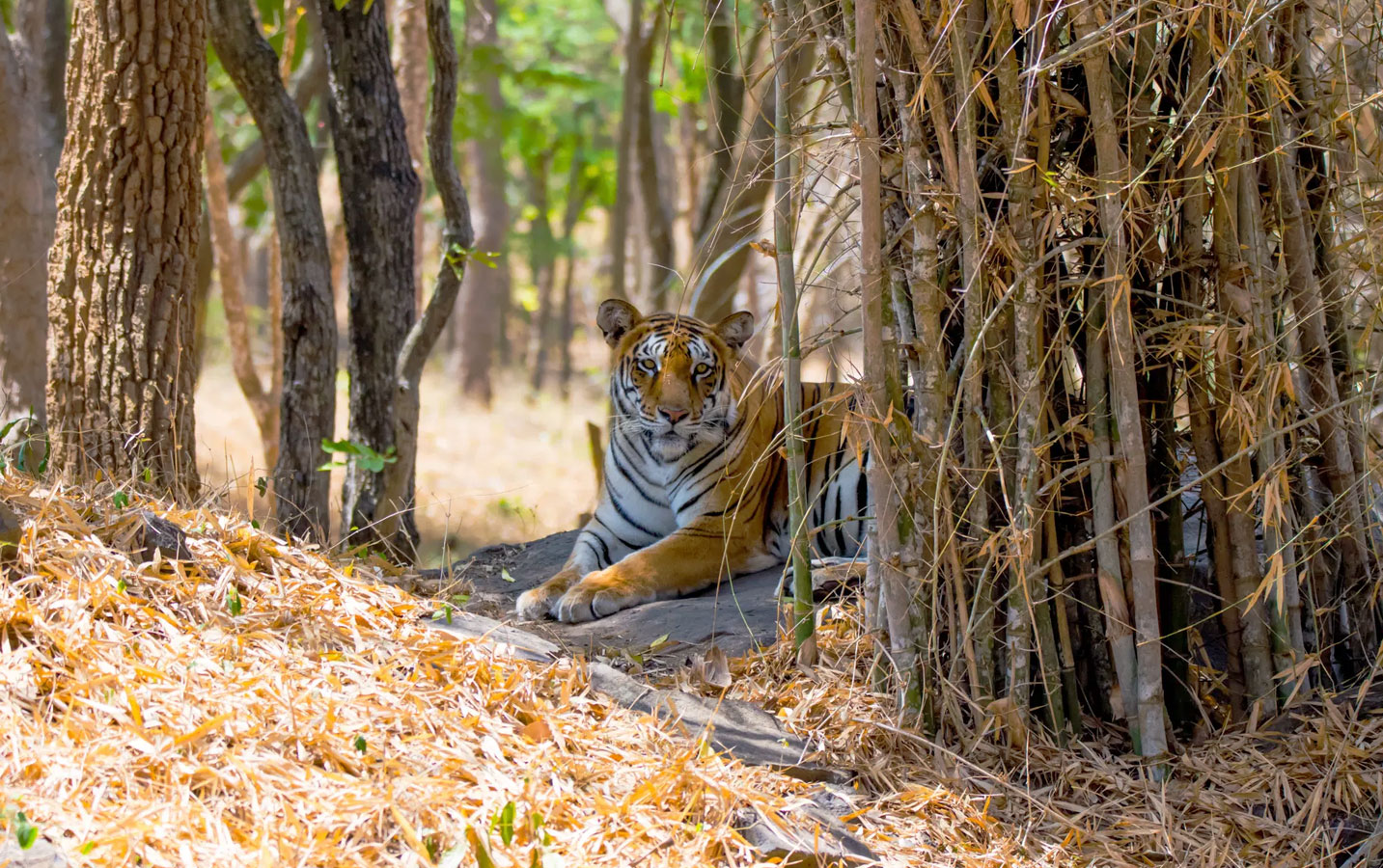 Bannerghatta National Park Safari Tickets - Image 4