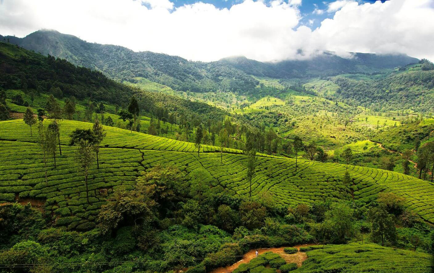 4D Munnar Tour Packages From Bangalore - Image 5