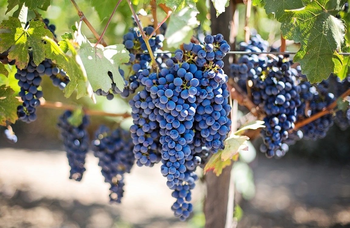 Wine Tasting in Wineries & Vineyards - Image 3