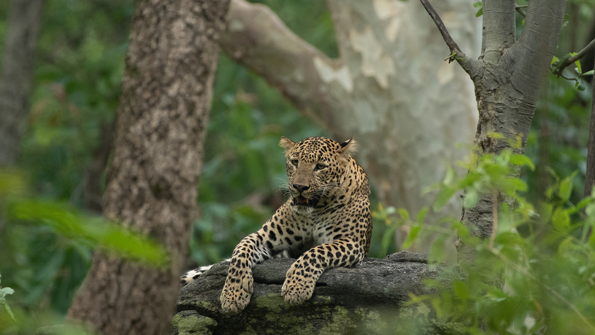 Nanachi Gate Kutta Safari Nagarhole - Image 3