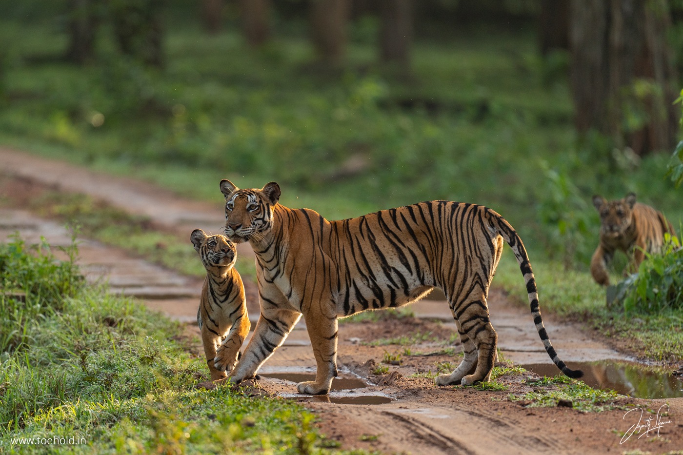 Nanachi Gate Kutta Safari Nagarhole - Image 4