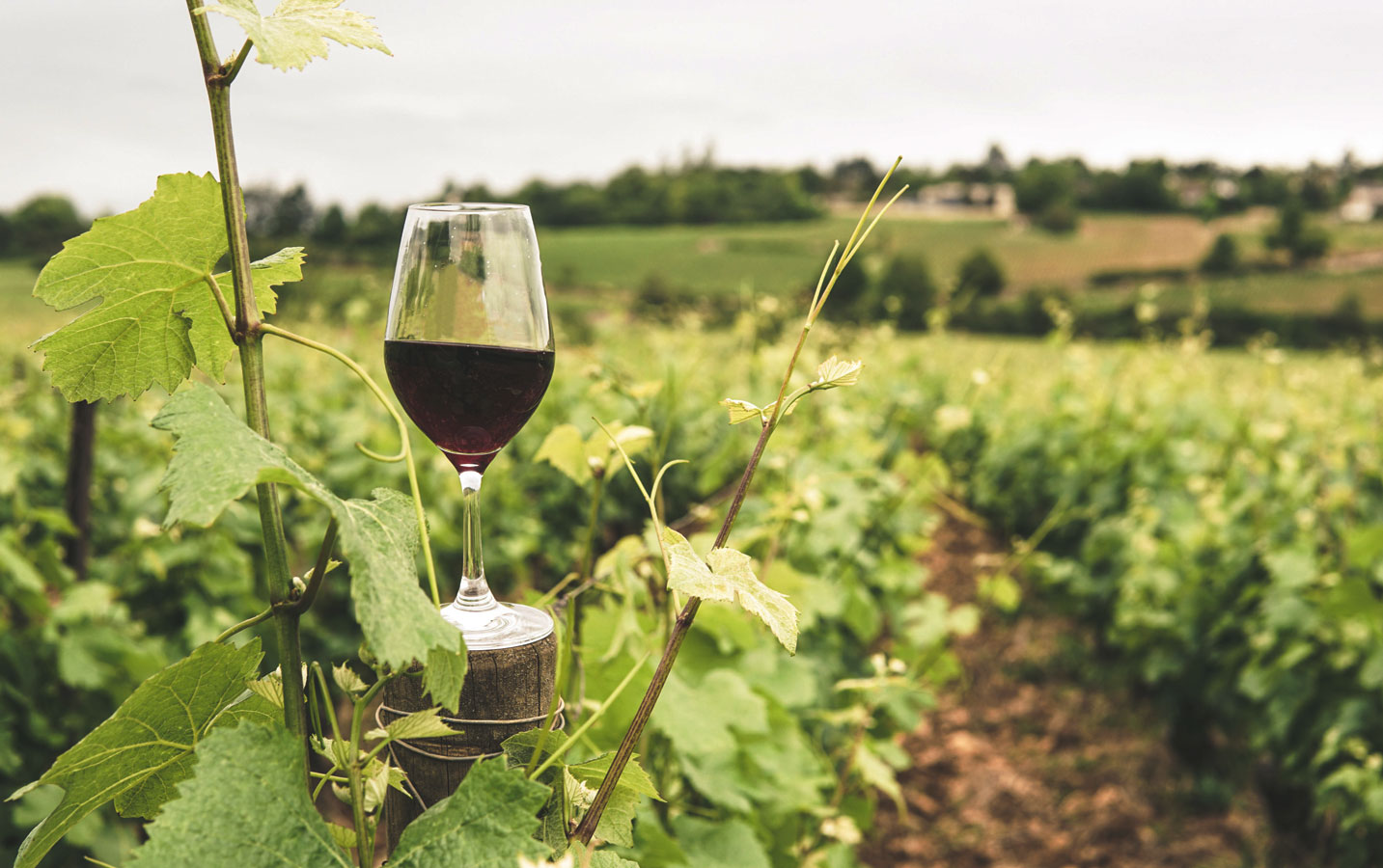 Wine Tour At Nandi Hills - Image 4