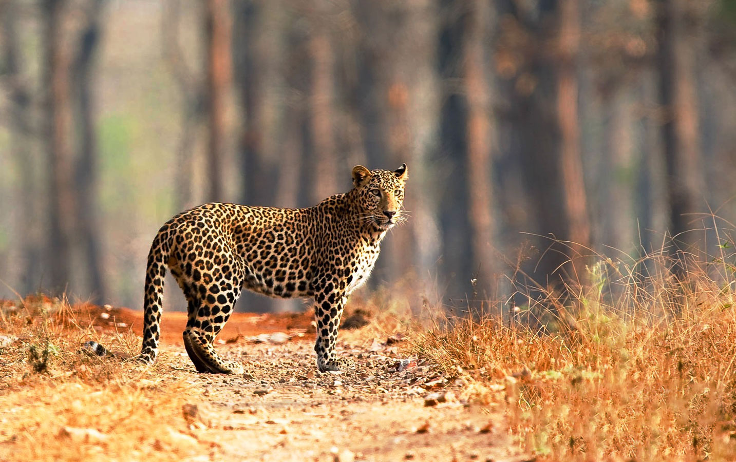 Bandipur Tiger Reserve and Bandipur National Park - Image 3