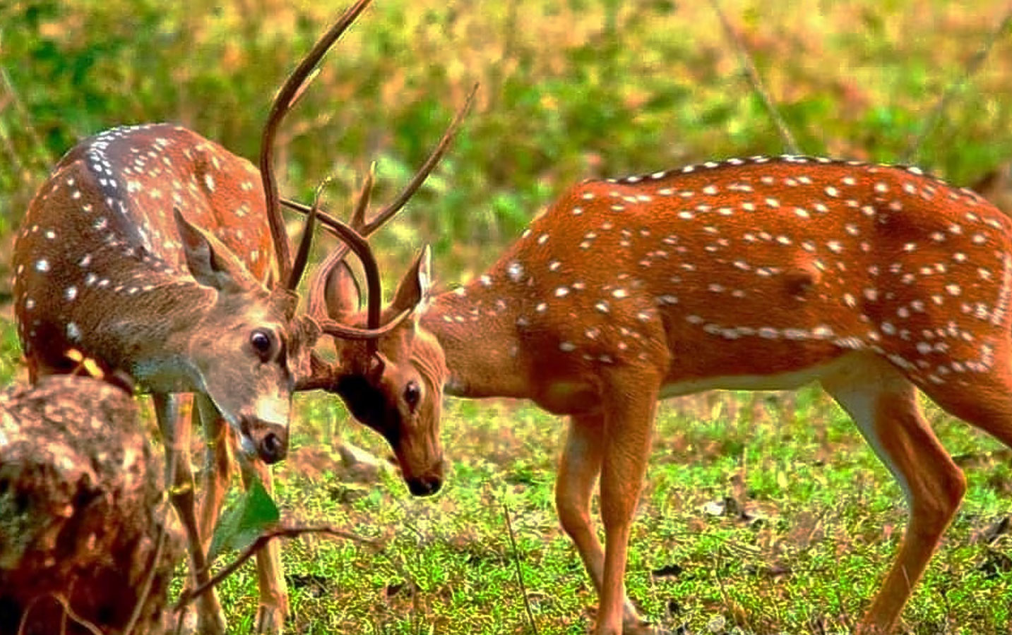 Bandipur National Park Safari Package - Image 4