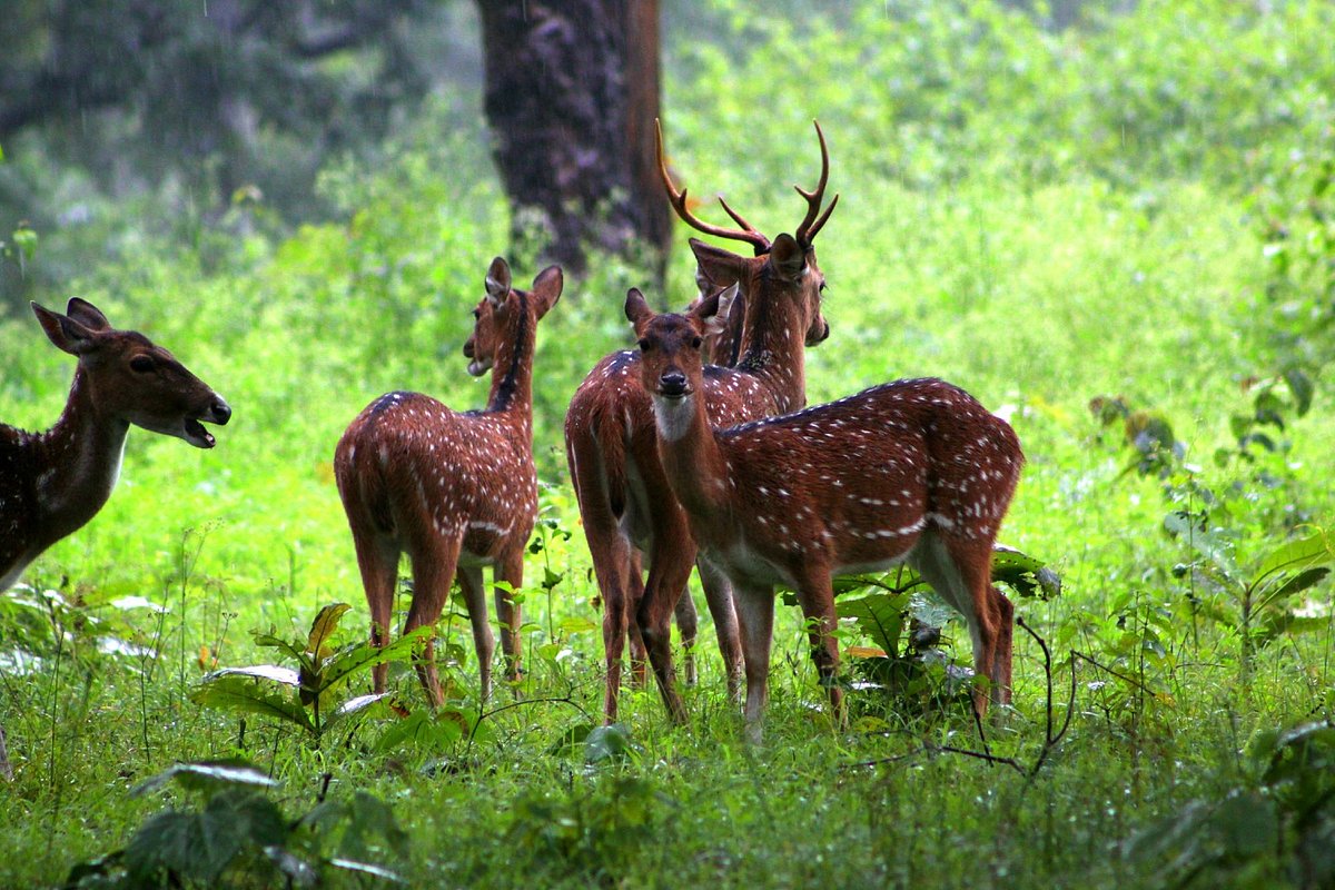 Veeranahosahalli Gate Safari - Image 5