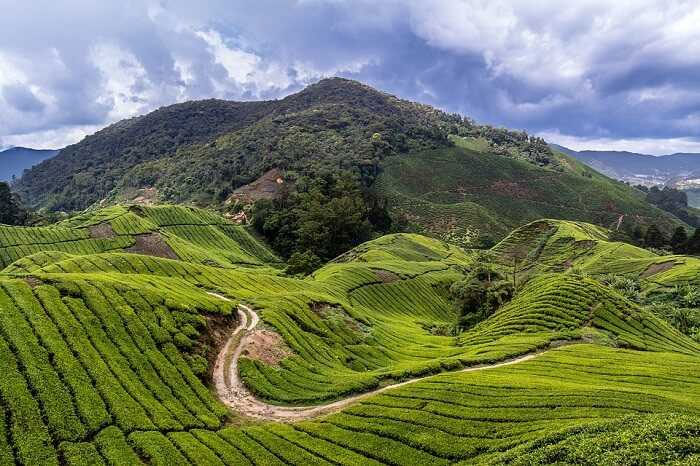 Bangalore to Coorg Package for Couple - Image 3
