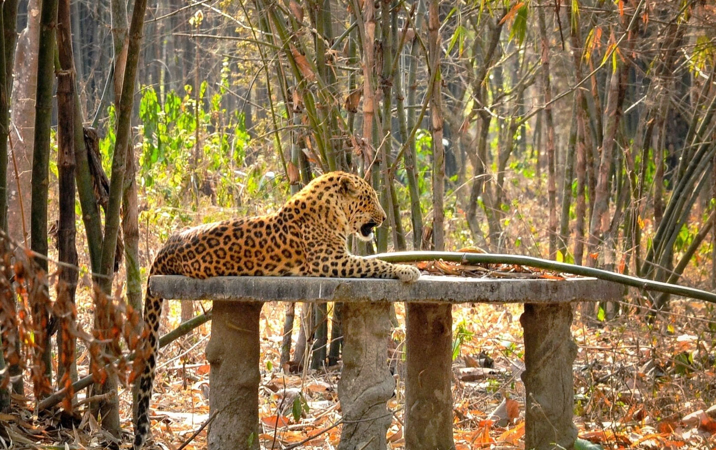 Bannerghatta National Park Safari Tickets - Image 5