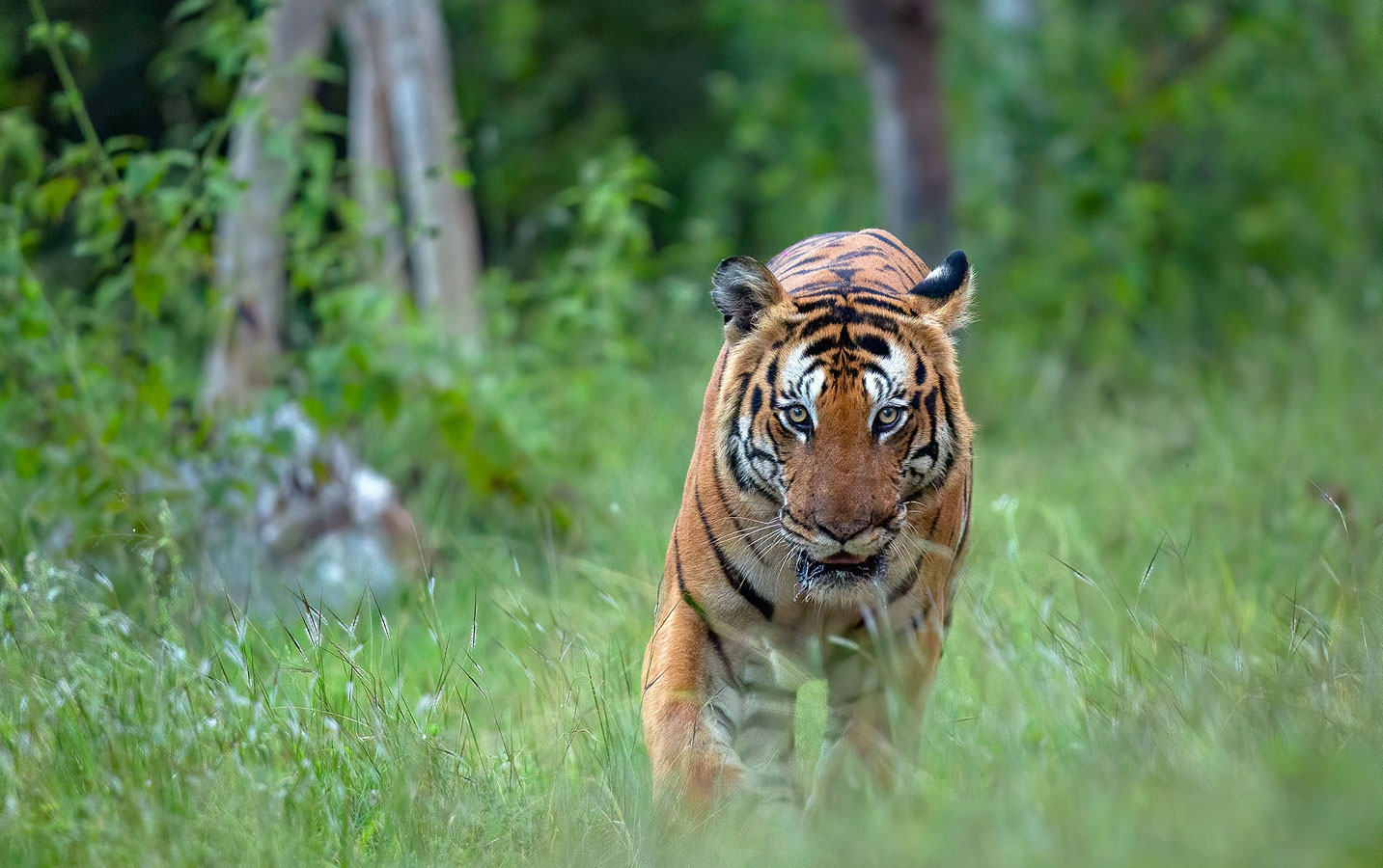 Bandipur Tiger Reserve and Bandipur National Park - Image 2
