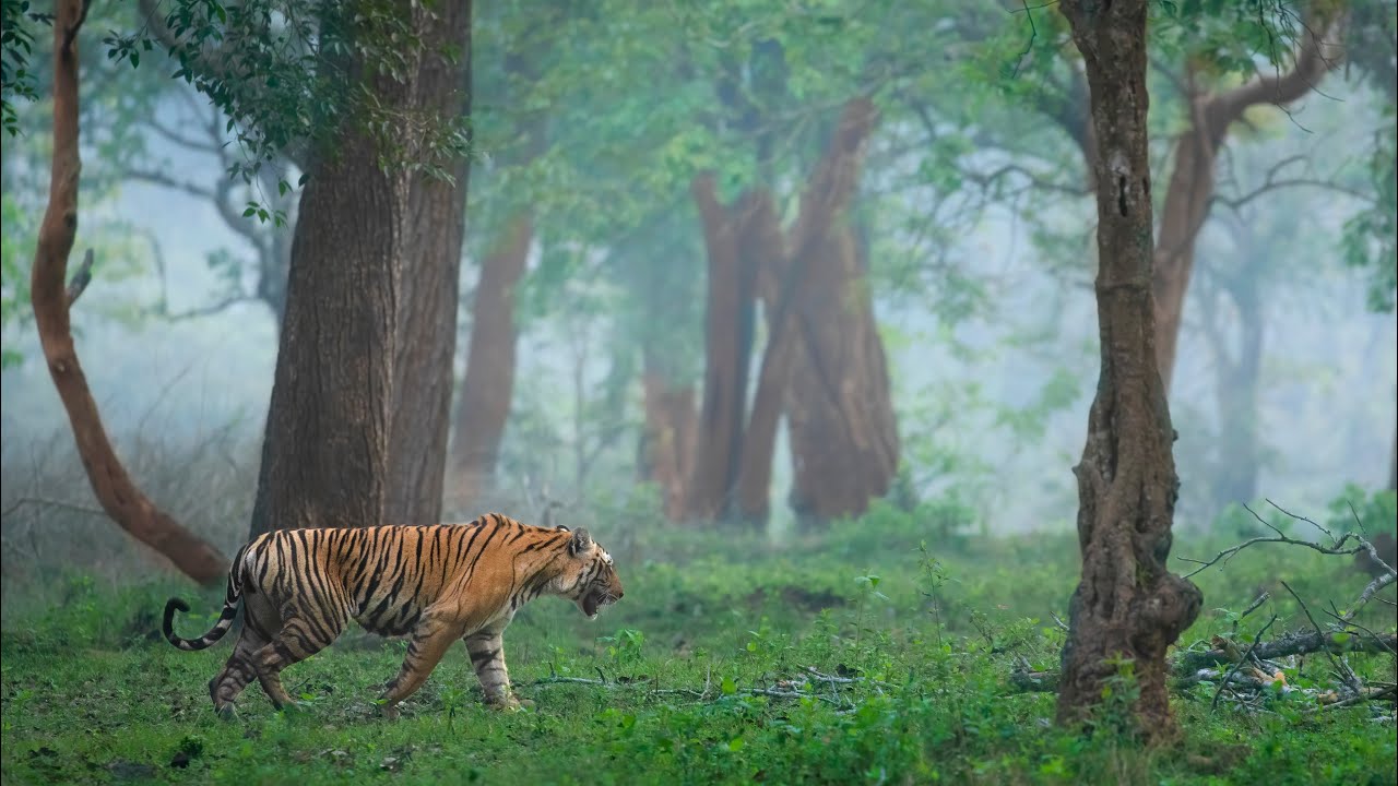 Veeranahosahalli Gate Safari - Image 4
