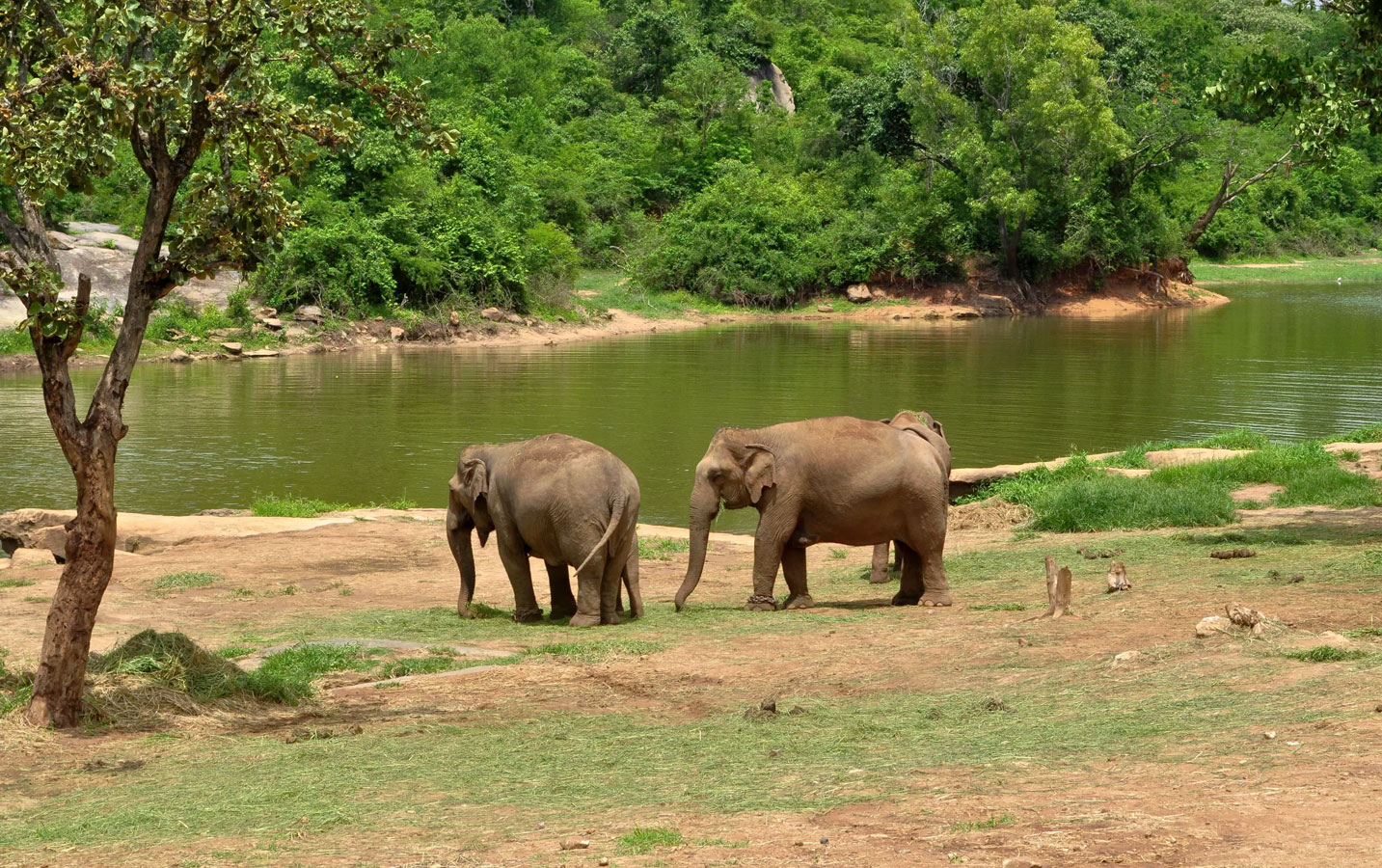Bannerghatta National Park Safari Tickets - Image 2