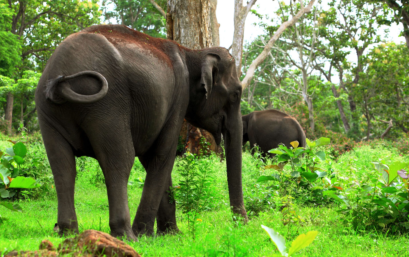 Bandipur Tiger Reserve and Bandipur National Park - Image 5