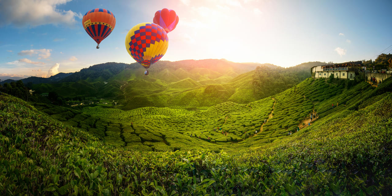 19 best things to do in Cameron Highlands