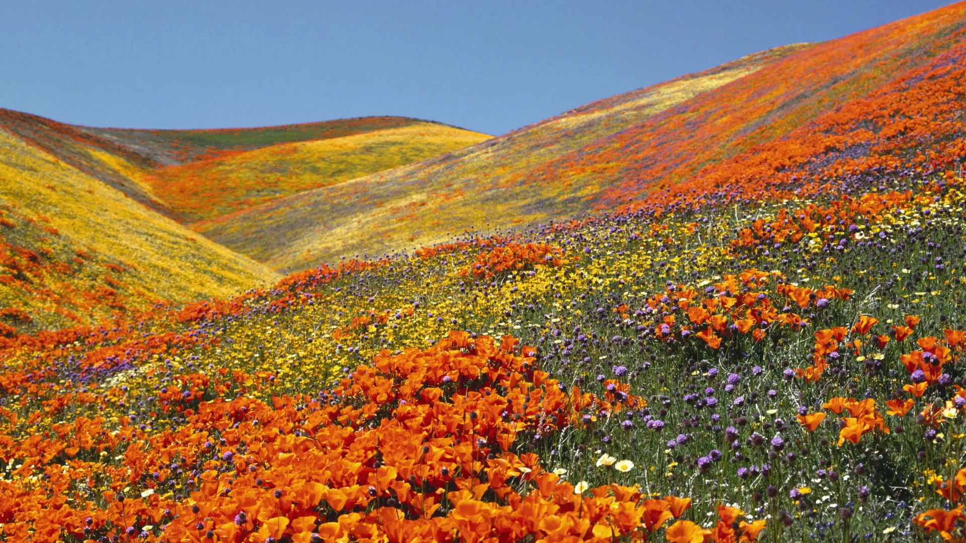 Best Time And Season To Visit The Valley of Flowers