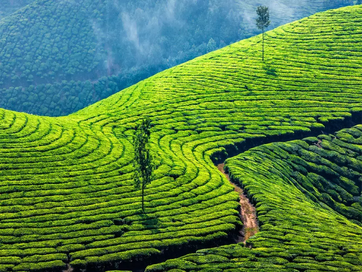 20+ Places to visit in Munnar in 2 days