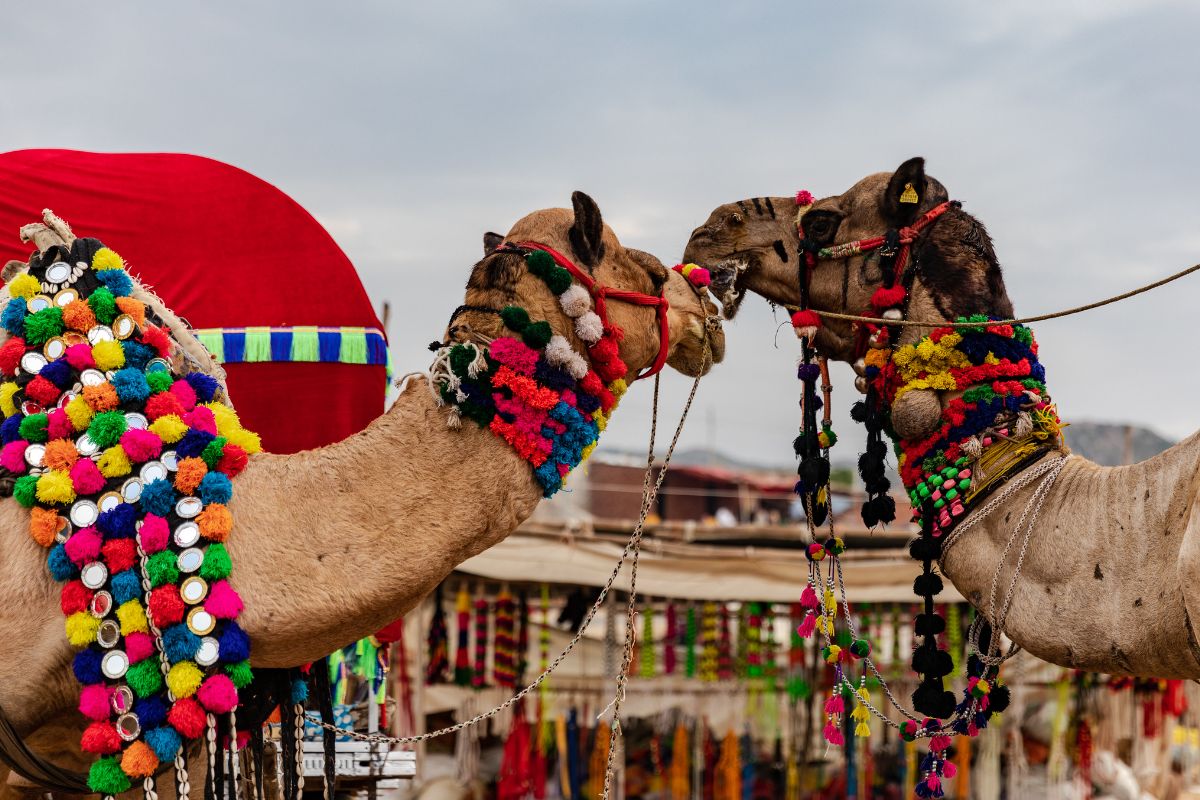 10 Best Pushkar Camel Fair