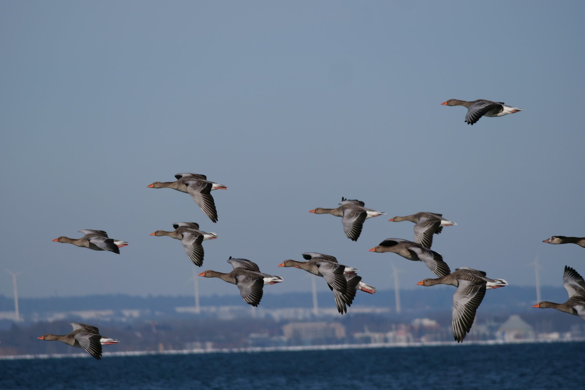 Fliegende Graugänse über der winterlichen Ostsee