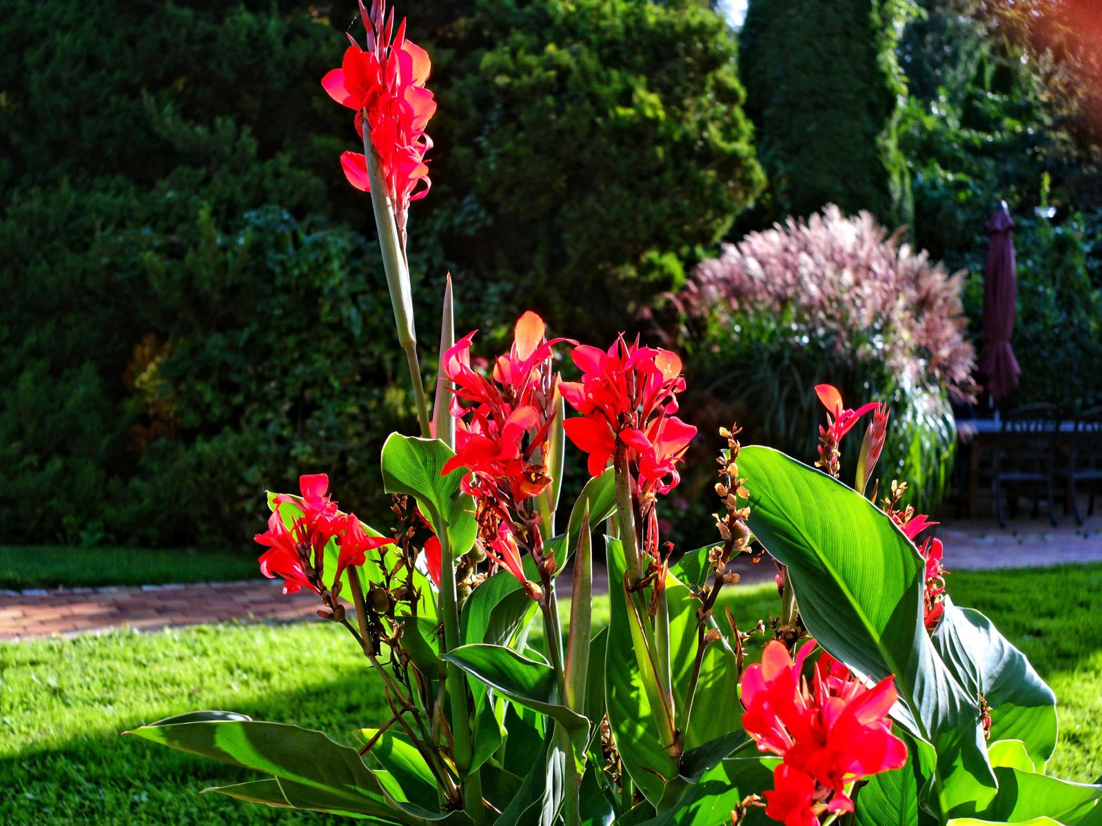 Indische Canna (Pflanze) blüht